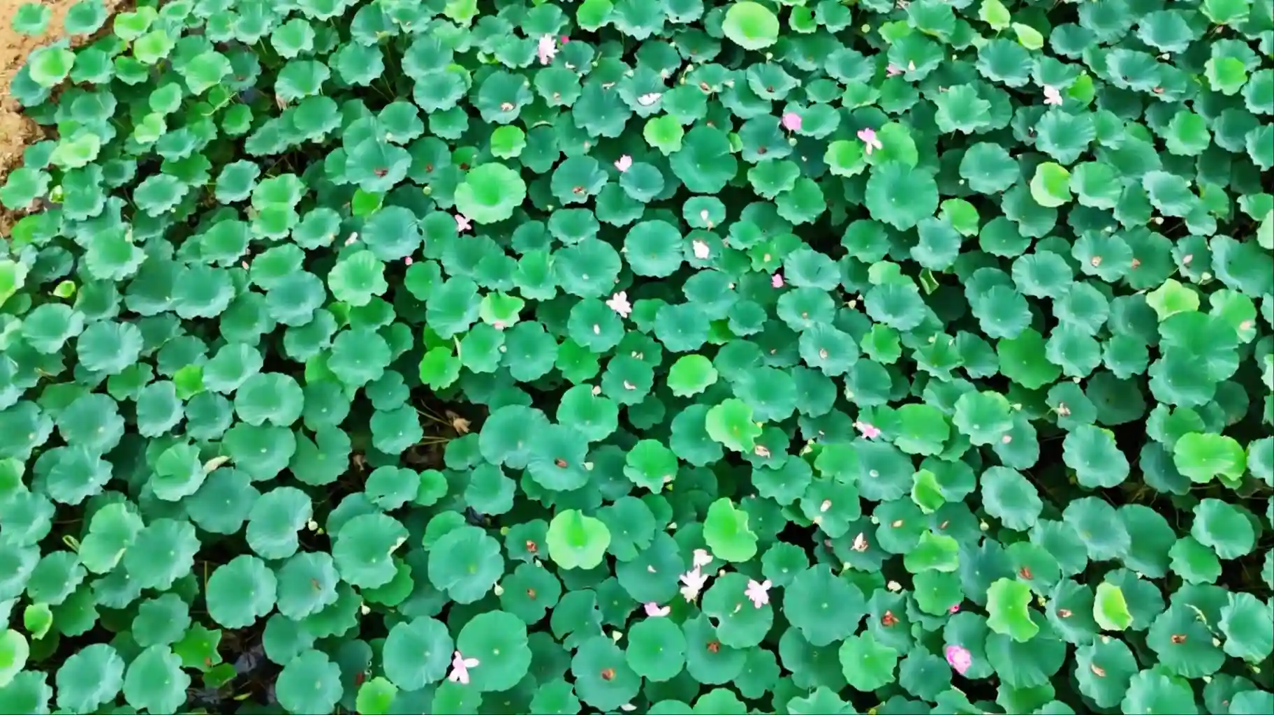 不沉之岛：绝境中点燃的抗战火种